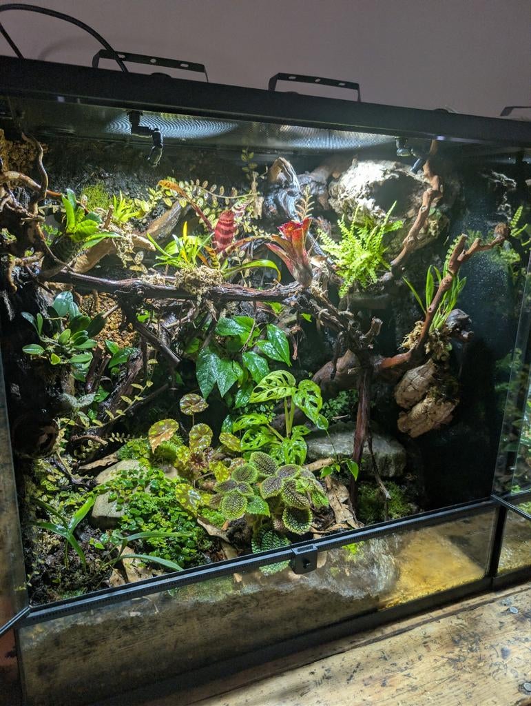 Paludarium, Ophalen, Nieuw, Terrarium of Paludarium