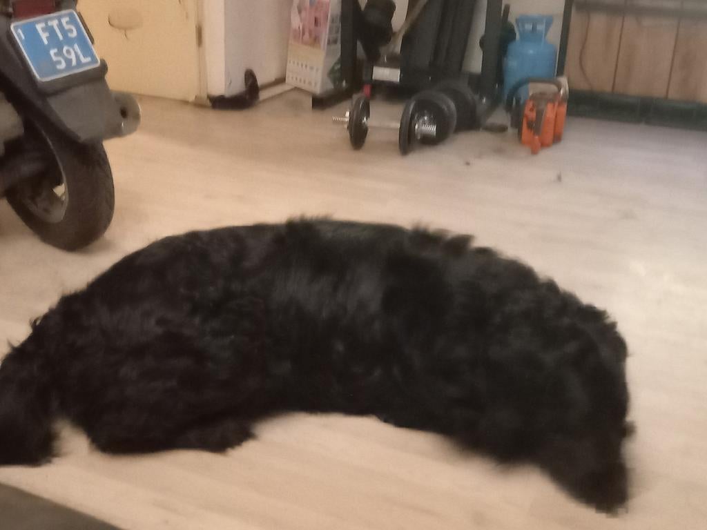Labrador tekoop, Dieren en Toebehoren, Ophalen of Verzenden