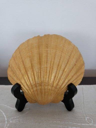 Gouden Sint Jacobsschelp Decoratie, Huis en Inrichting, Overige stijlen, Nieuw, Ophalen of Verzenden, Natuurlijk materiaal