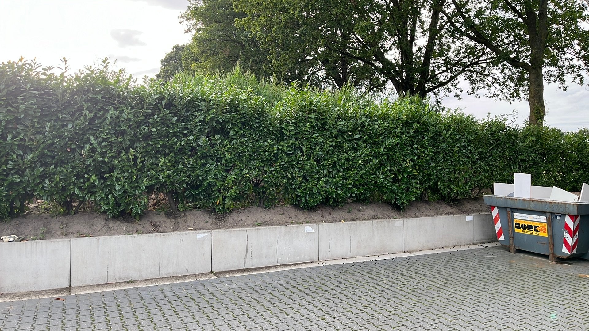 Laurier haag planten, Tuin en Terras, Planten | Bomen, Ophalen, Bloeit niet, Halfschaduw, Overige soorten