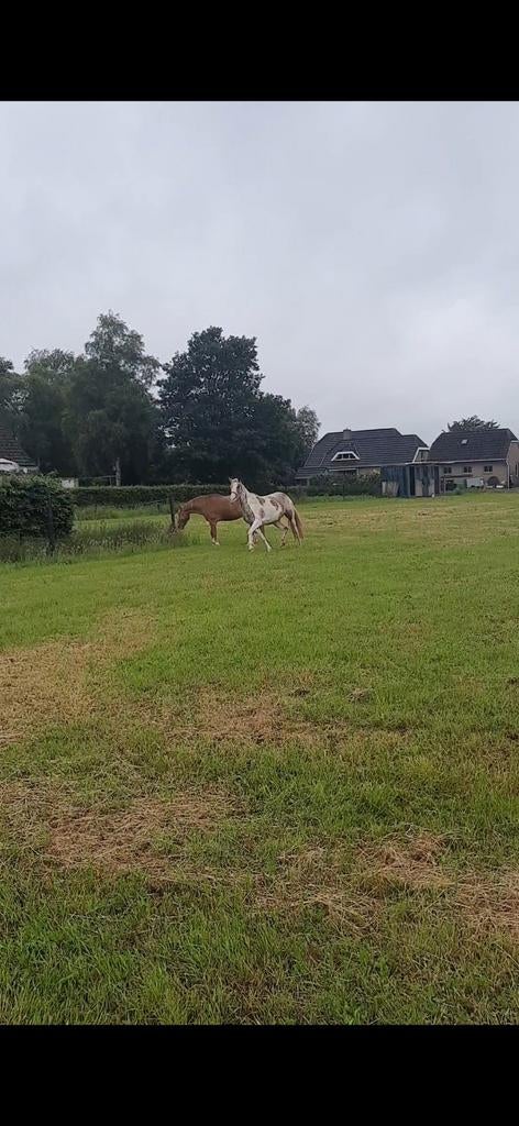 Stallen, weiland en rijbak te huur, eigen beheer, Dieren en Toebehoren, Stalling