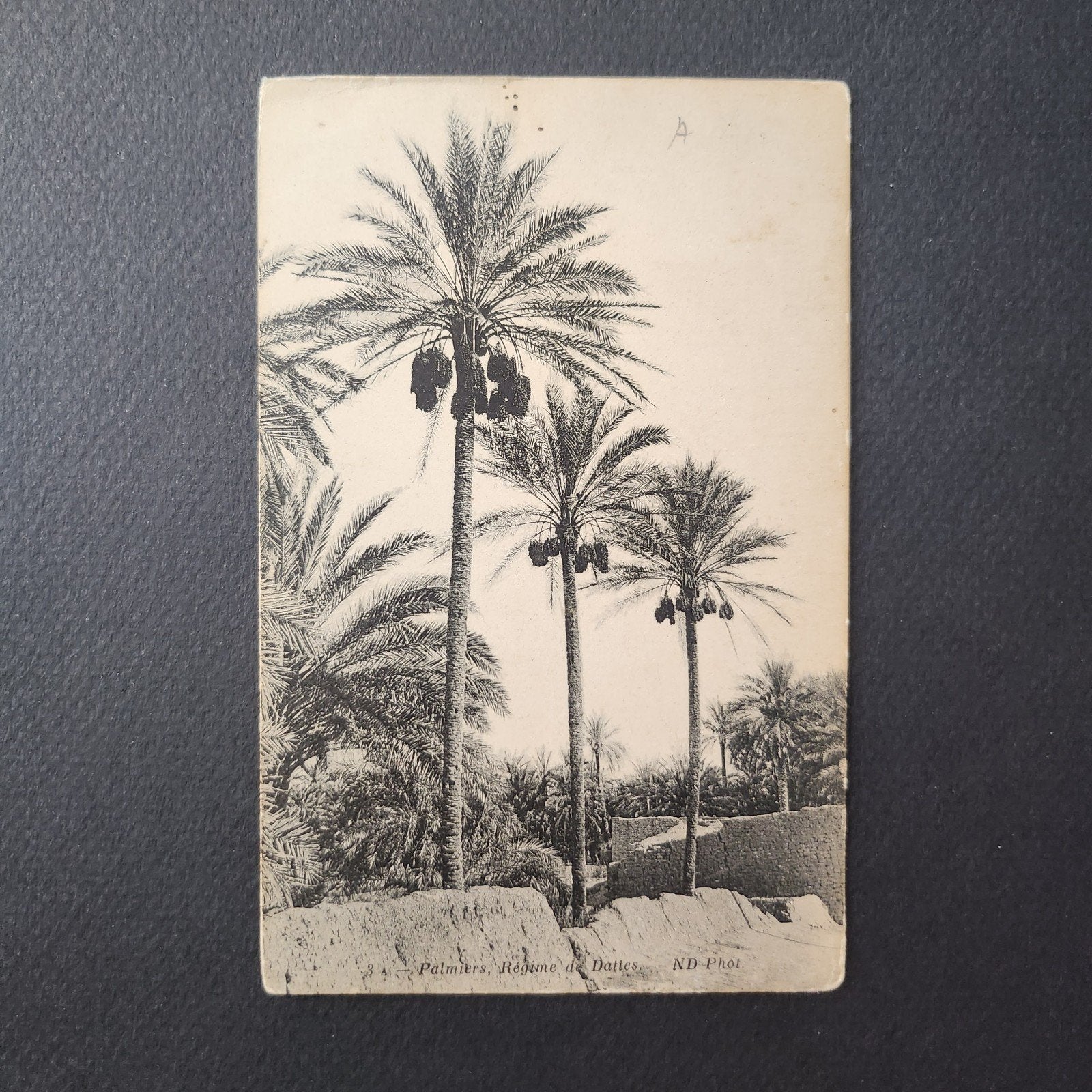 <1920 Ansichtkaart: Palmbomen met dadels Noord-Afrika, Verzenden, Voor 1920, Ongelopen, Buiten Europa