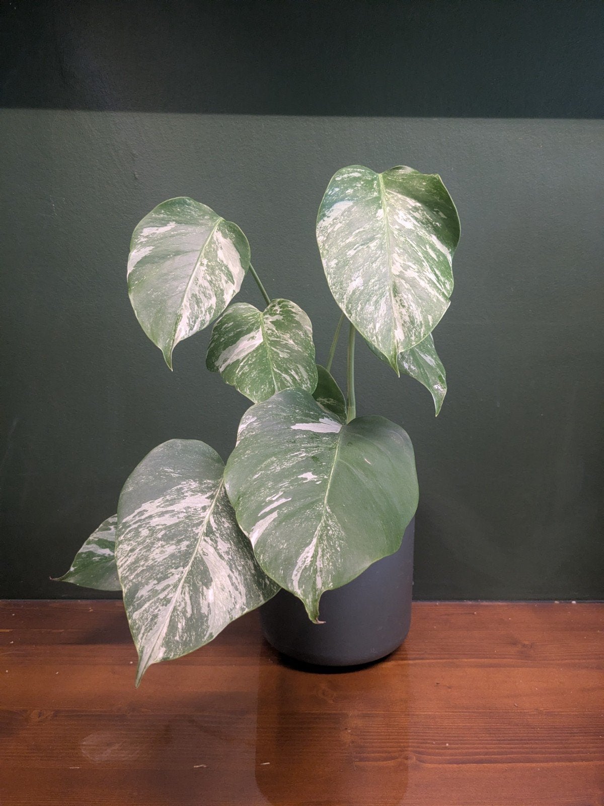 Monstera Variegata, Overige soorten, Ophalen of Verzenden, Minder dan 100 cm, Volle zon
