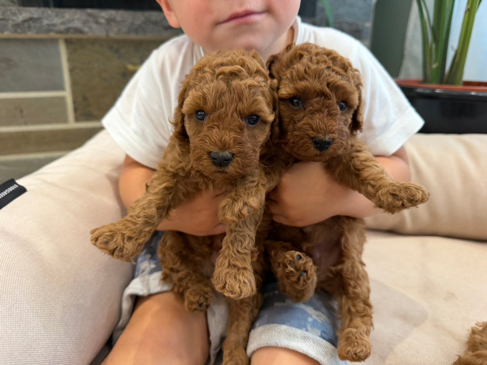 Abrikoos dwergpoedelpups, Dieren en Toebehoren, Poedel, Parvo, België, Particulier