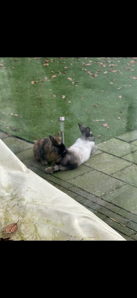 Te koop - 2 konijnen, Meerdere dieren, Groot