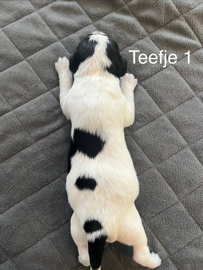 Mooie en lieve Friese Stabij pups beschikbaar, Dieren en Toebehoren, Parvo, Overige rassen, 8 tot 15 weken, Meerdere