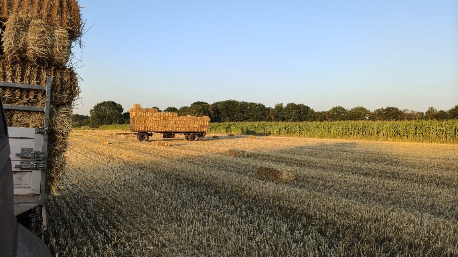 Kleine pakjes stro, Dieren en Toebehoren, Stalling en Weidegang