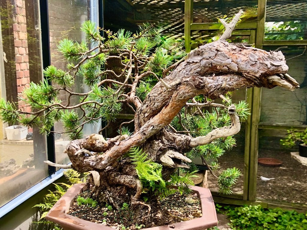 Bonsai Pinus, Bloeit niet, Halfschaduw, Overige soorten, Minder dan 100 cm