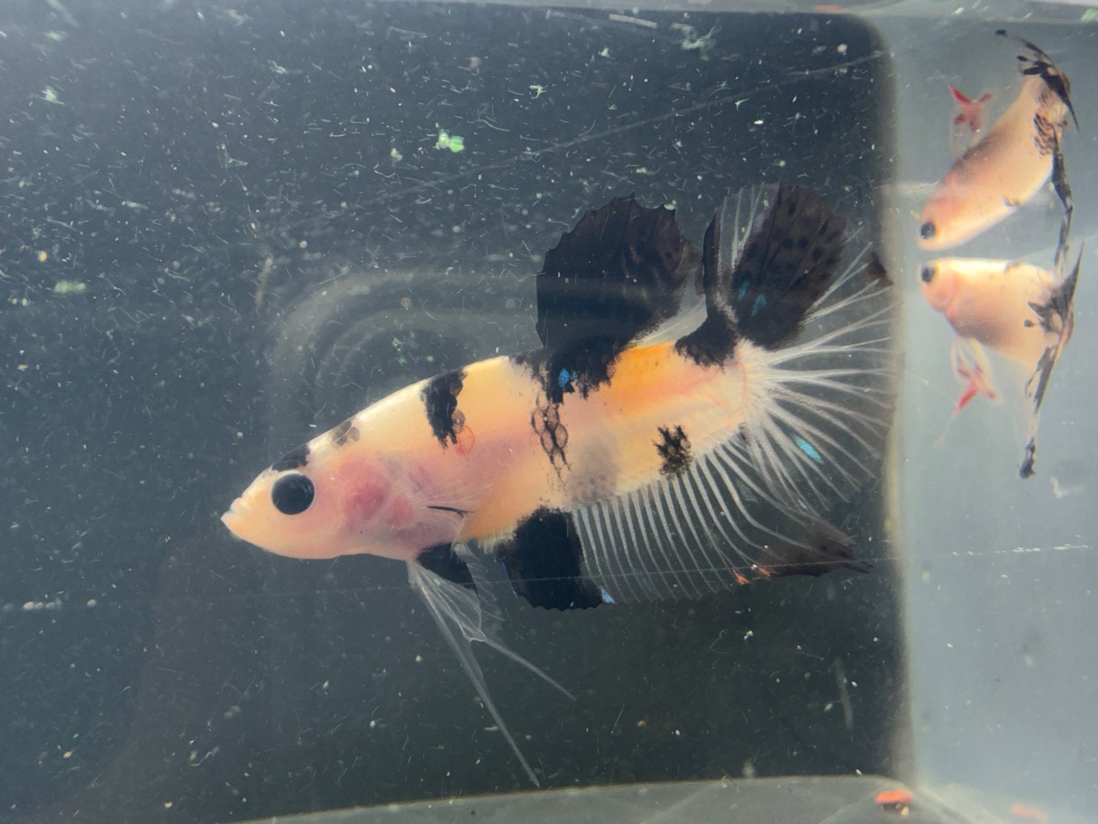 beautiful betta fish males, Dieren en Toebehoren, Vis, Zoetwatervis, Schoolvis