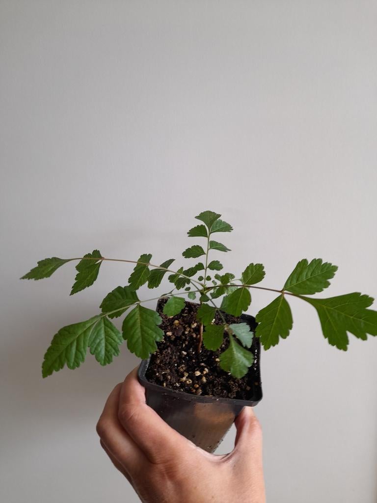Koelreuteria paniculata, chinese vernisboom., Overige soorten, Volle zon, Vaste plant, Ophalen of Verzenden