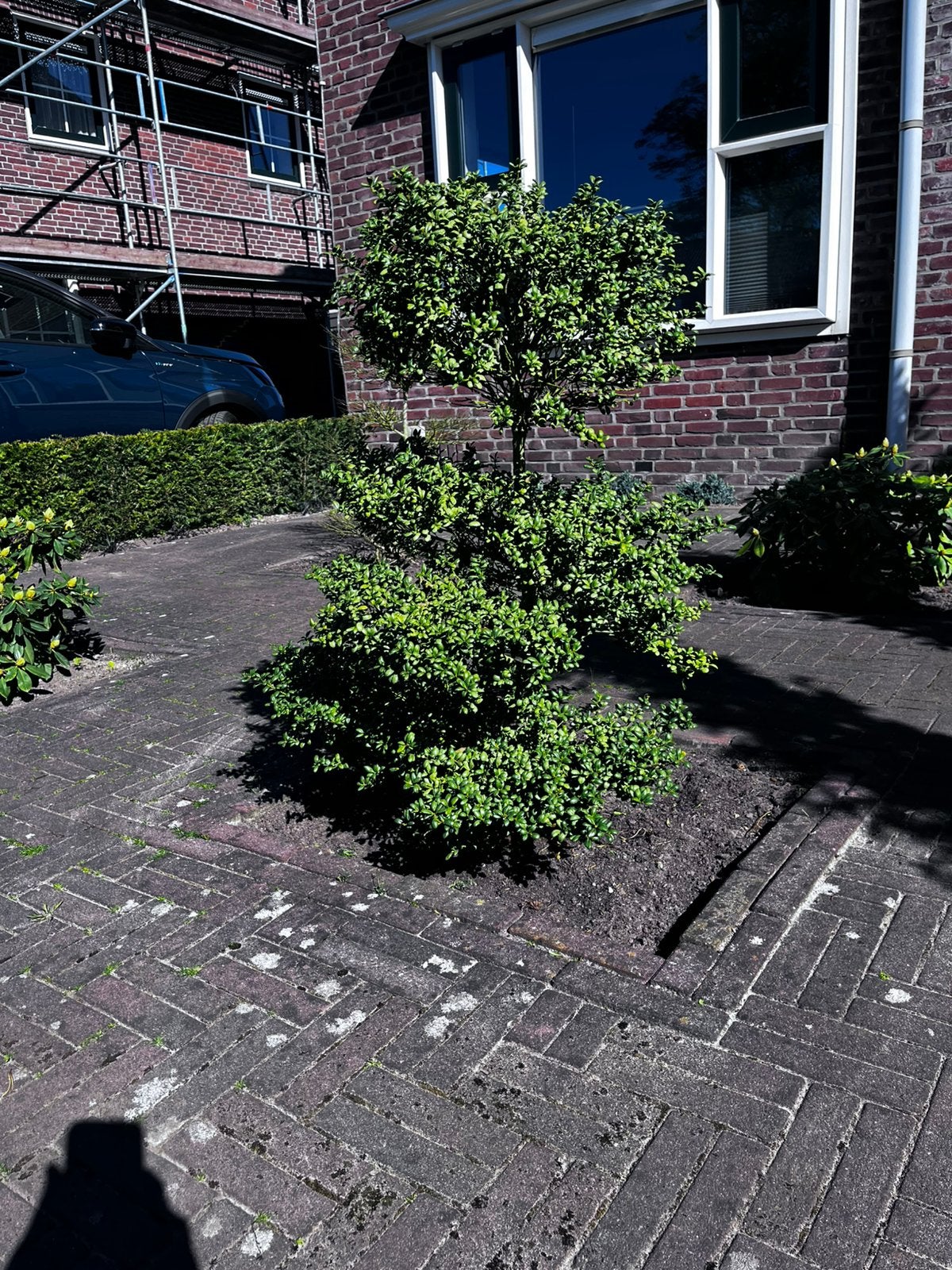 Ilex bonsai, Ophalen, Bloeit niet, Halfschaduw, Overige soorten