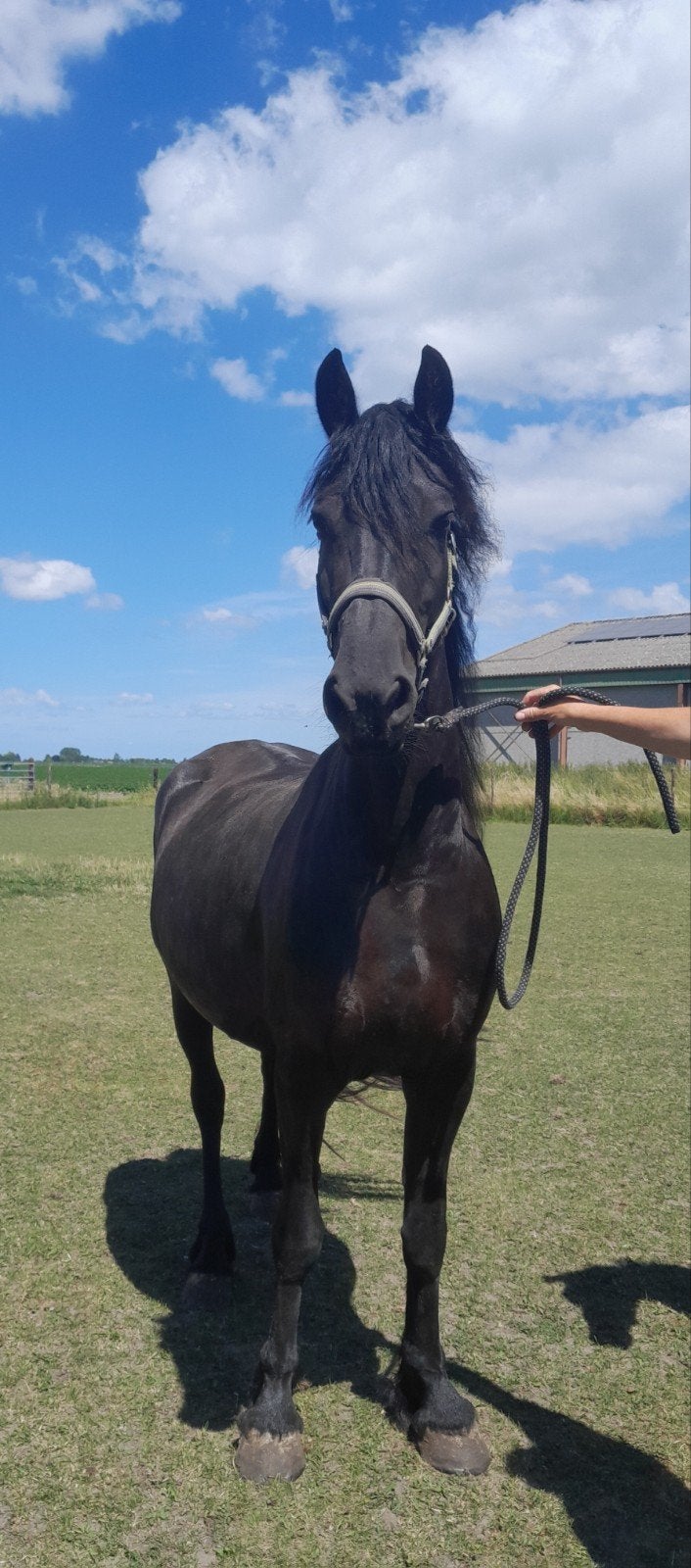 4-jarige Friese stamboekmerrie, Dieren en Toebehoren, Paarden, Merrie, 160 tot 165 cm, 3 tot 6 jaar, Dressuurpaard, Met stamboom