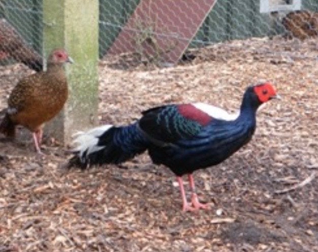 Swinhoe fazant fazanten, Dieren en Toebehoren