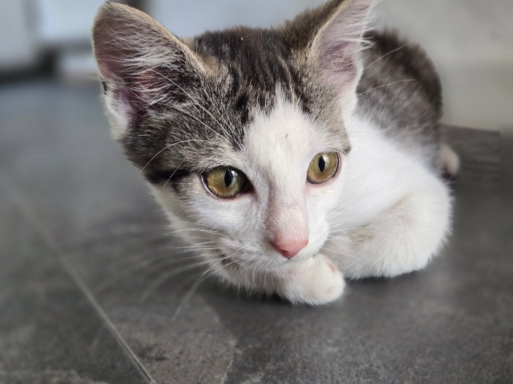 Kitten, Dieren en Toebehoren, Poes, Ontwormd, 0 tot 2 jaar