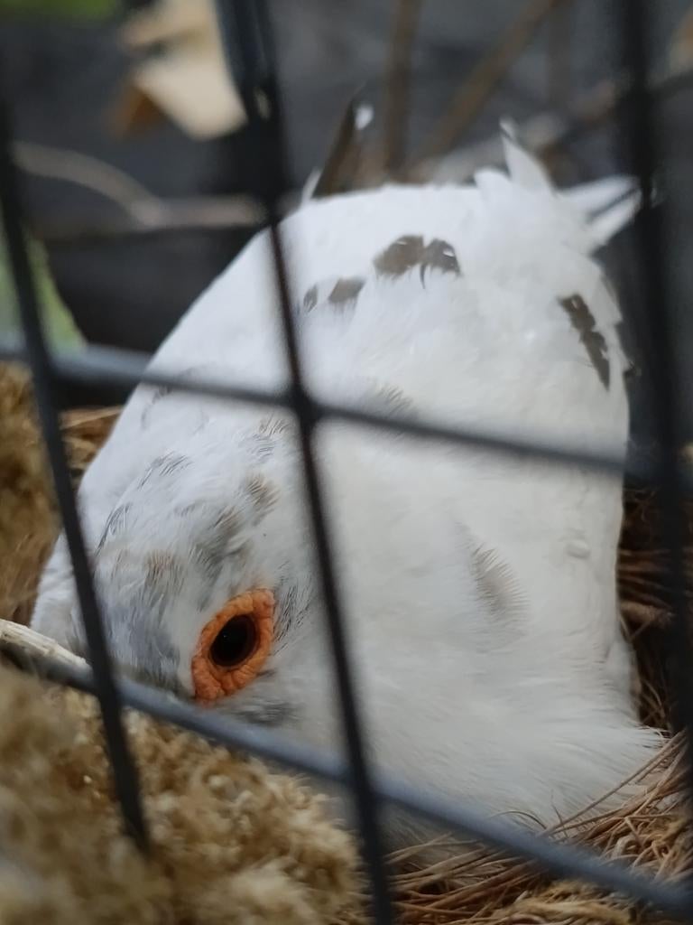5 Bonte Diamant duif/duiven, Dieren en Toebehoren, Meerdere dieren, Geringd