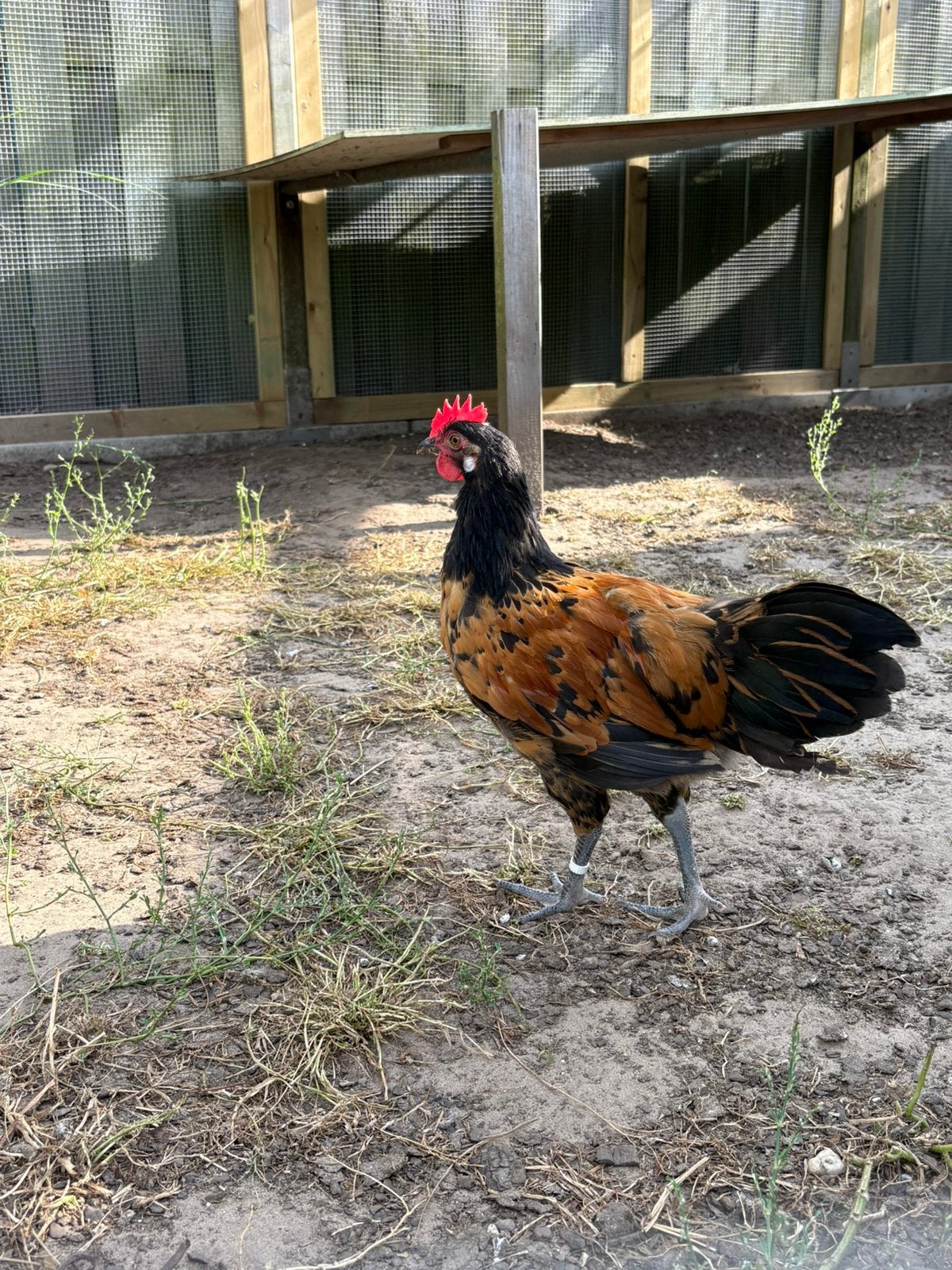 Jonge Vorwerk hanen, Dieren en Toebehoren, Pluimvee, Mannelijk, Kip