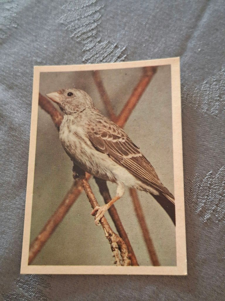 Prentje/Chromo : Grauwe edelzanger, 1960 tot 1980, Gebruikt, Ophalen of Verzenden, Dier