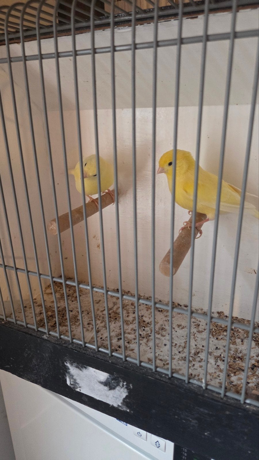 koppeltje gele kanaries, Dieren en Toebehoren, Meerdere dieren, Kleurkanarie