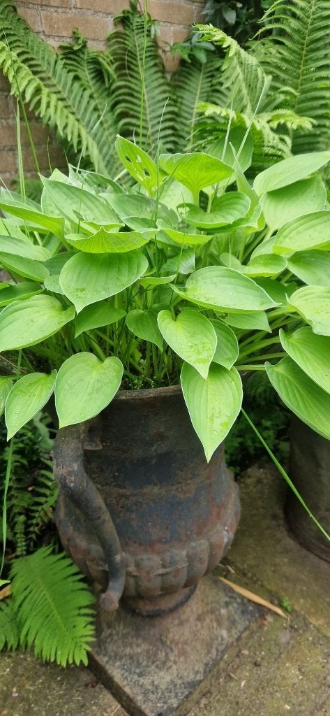 Grote klassieke antieke gietijzeren tuin urn vaas (brocante), Tuin en Terras, Tuinvazen, Ophalen, Gebruikt