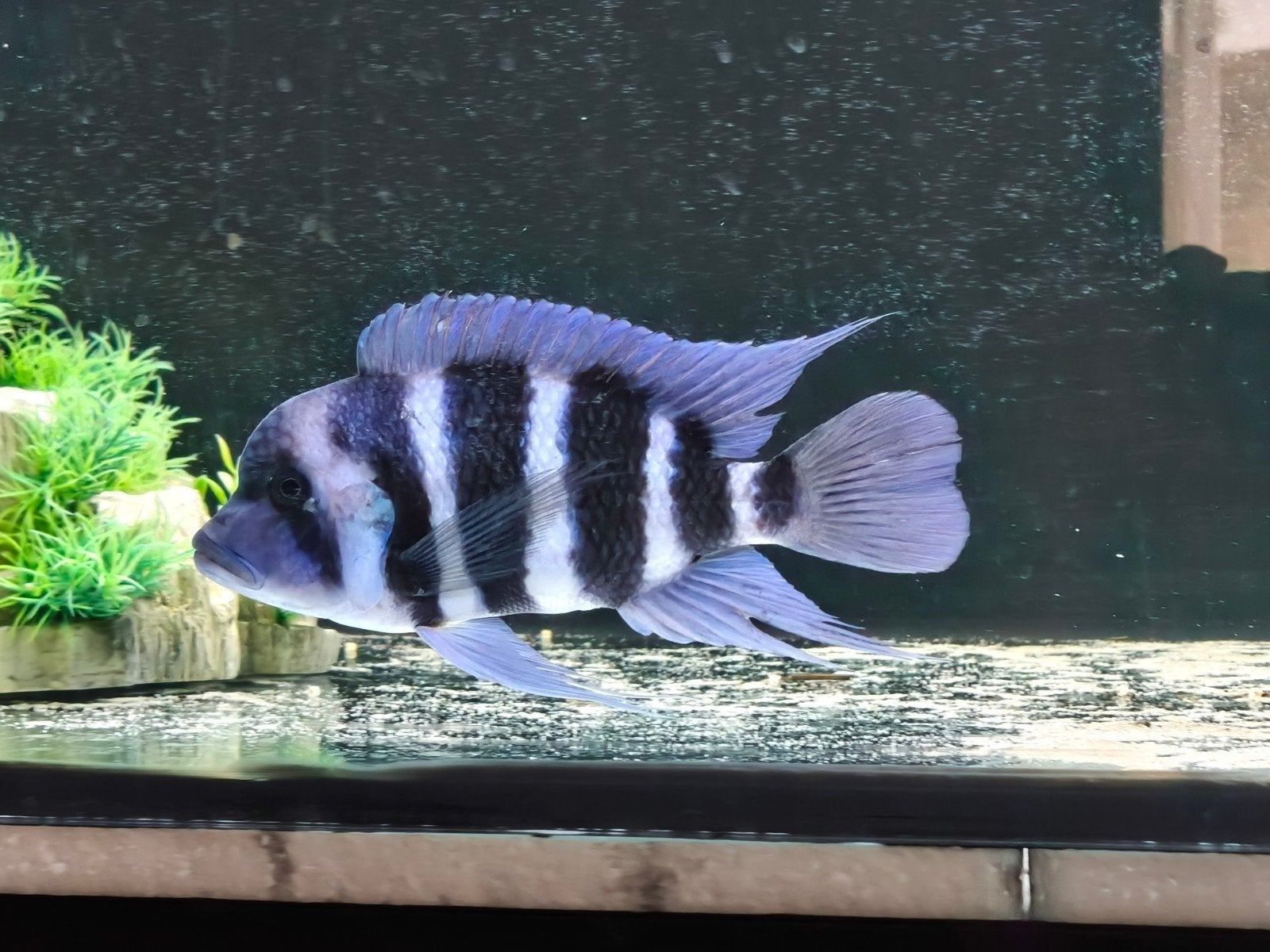 groepje van 5 Frontosa's blue zaire 15-25cm groot., Vis