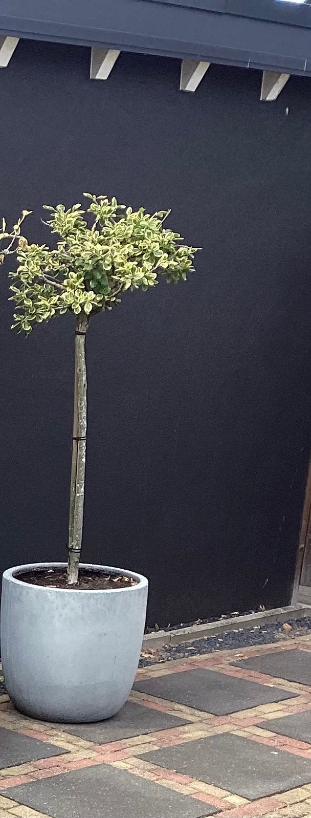 Bloempot met boompje, Tuin en Terras, Ophalen, Rond, Steen, Minder dan 30 cm