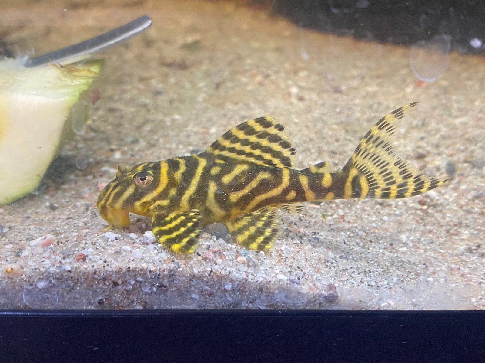 L 333. ( Yellow king tiger), Dieren en Toebehoren, Vissen | Aquariumvissen, Vis, Zoetwatervis