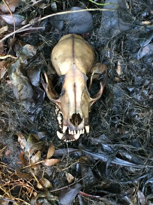 GEZOCHT! ongewilde dieren botten/schedels taxidermie, Verzamelen, Dierenverzamelingen, Ophalen of Verzenden, Gebruikt, Overige soorten