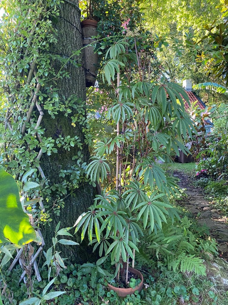 Grote Begonia luxurians (Palmbladbegonia) – ca. 195 cm, Vaste plant, Halfschaduw, Zomer, Ophalen