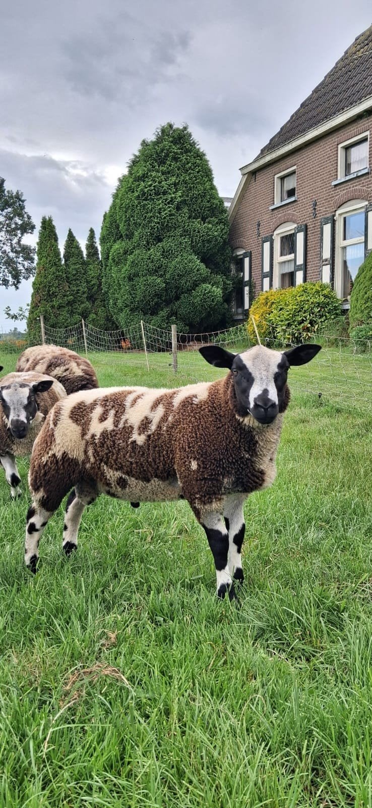 Bonte rammen, Dieren en Toebehoren, Mannelijk, Schaap, 0 tot 2 jaar