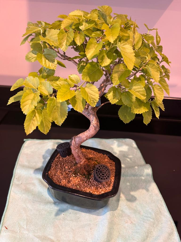 Mooie Morus ( moerbei) bonsai, Vaste plant, Bloeit niet, Halfschaduw, Ophalen