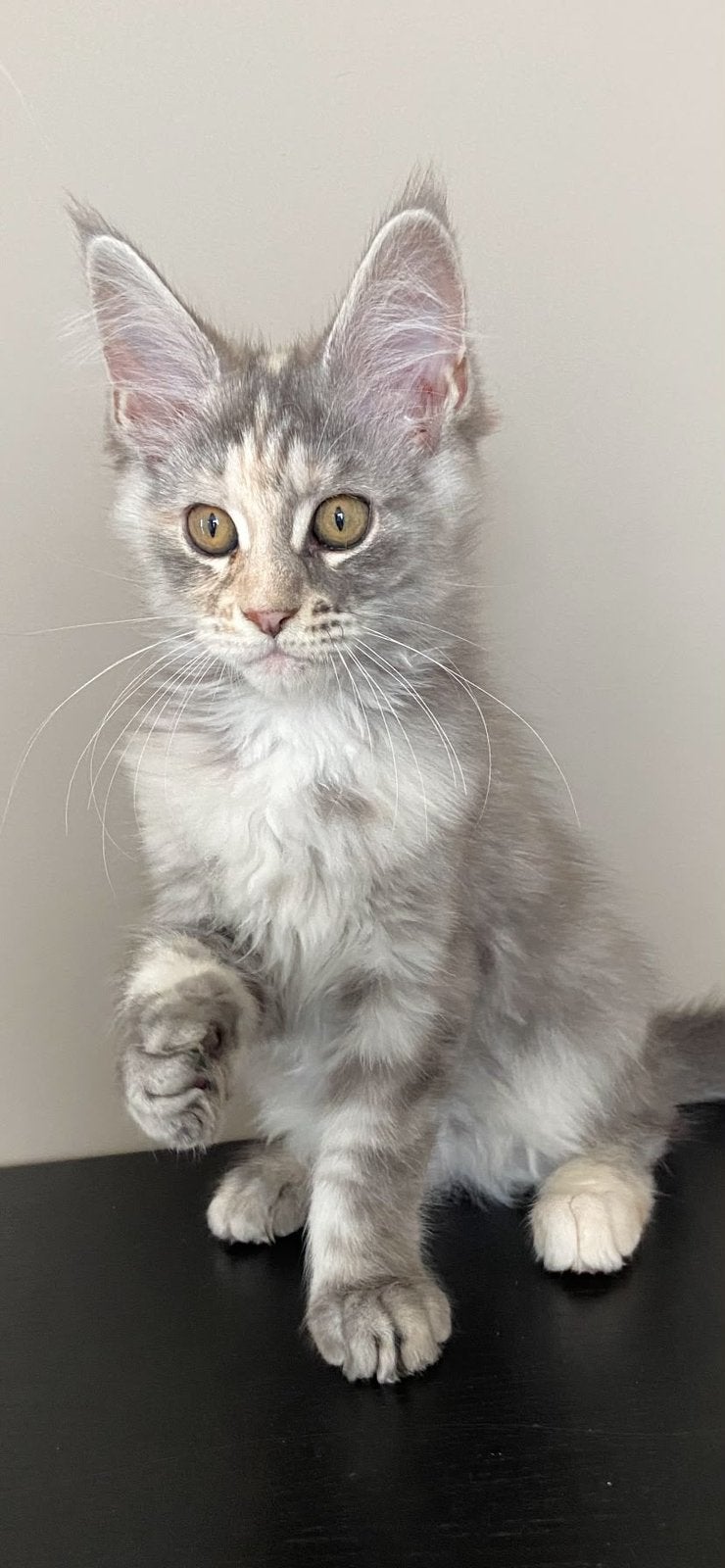 2 lieve Maine coon kittens + stamboom beschikbaar mogen weg, Poes, Met stamboom, 0 tot 2 jaar
