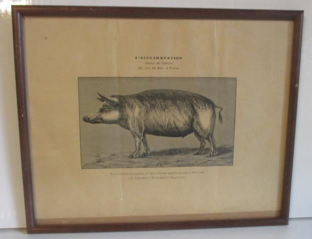 antieke lithos illustraties varken koe paard Acclimatation, Verzenden