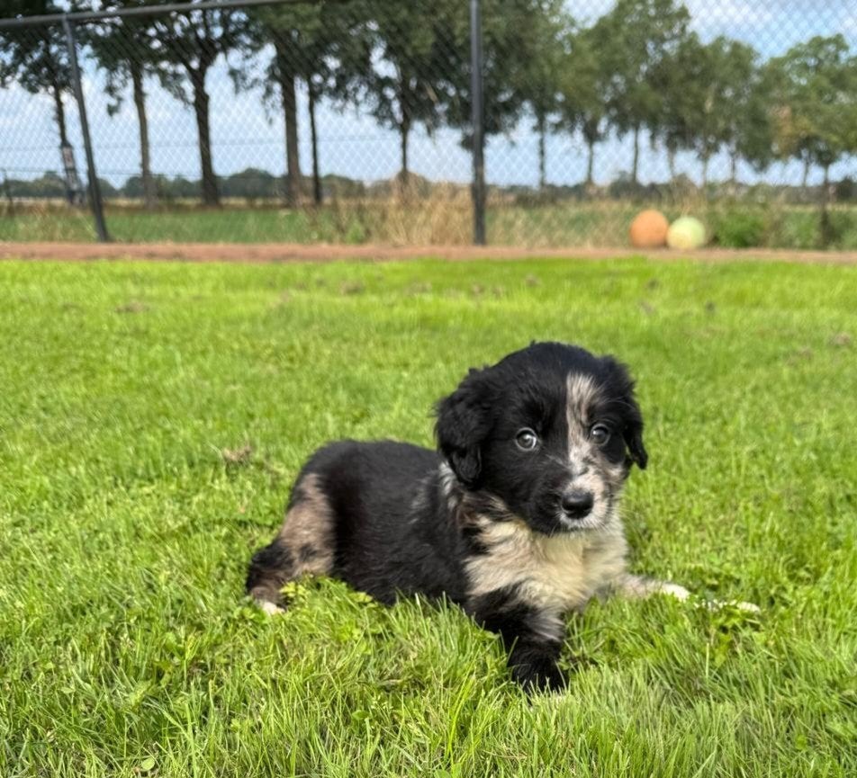 border collie goldenretriever pups, Dieren en Toebehoren, Honden | Retrievers, Spaniëls en Waterhonden, CDV (hondenziekte), Golden retriever