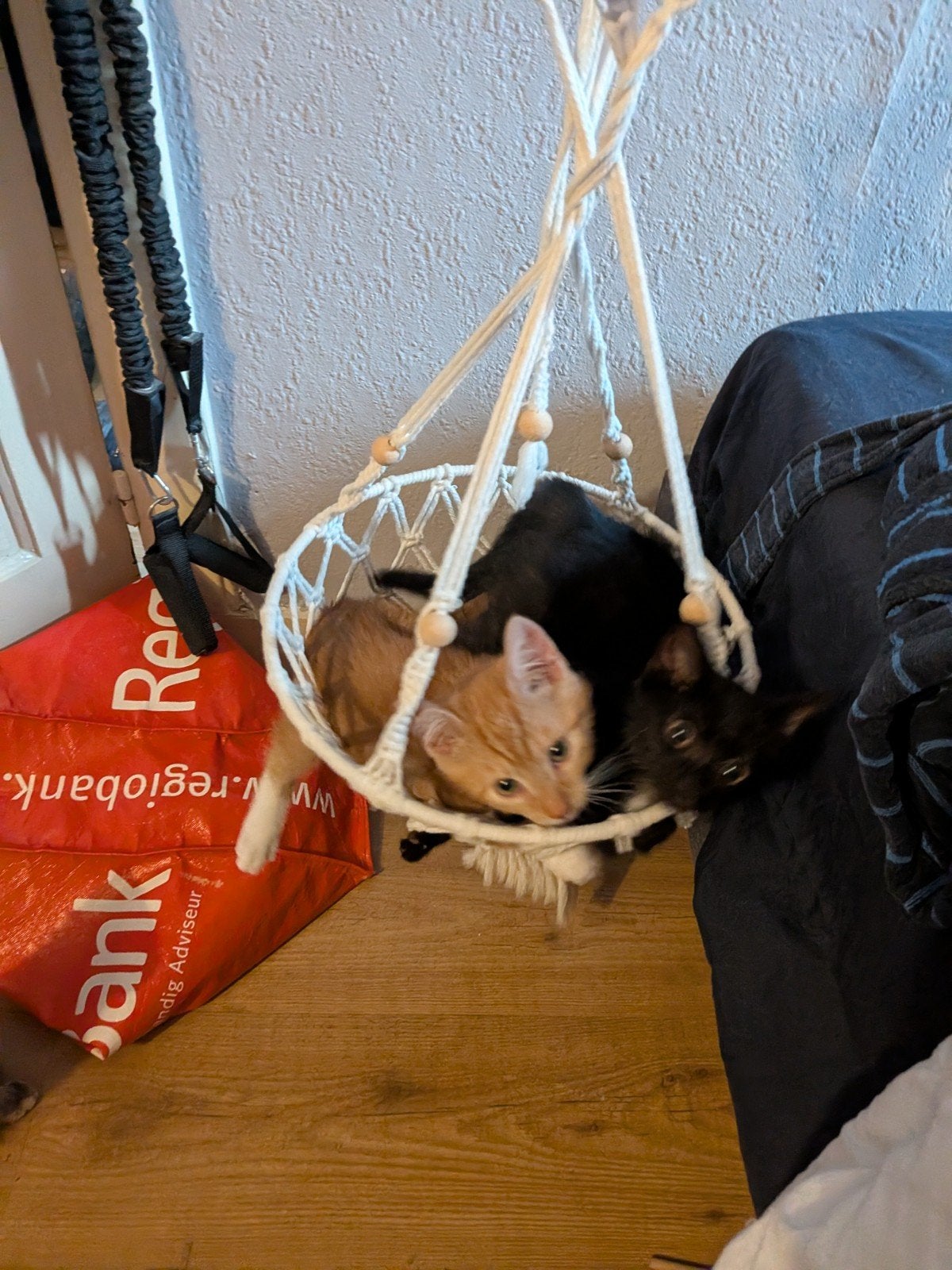 prachtig lief klein katertje, 12 weken oud, Dieren en Toebehoren, Kattenmanden, Ophalen