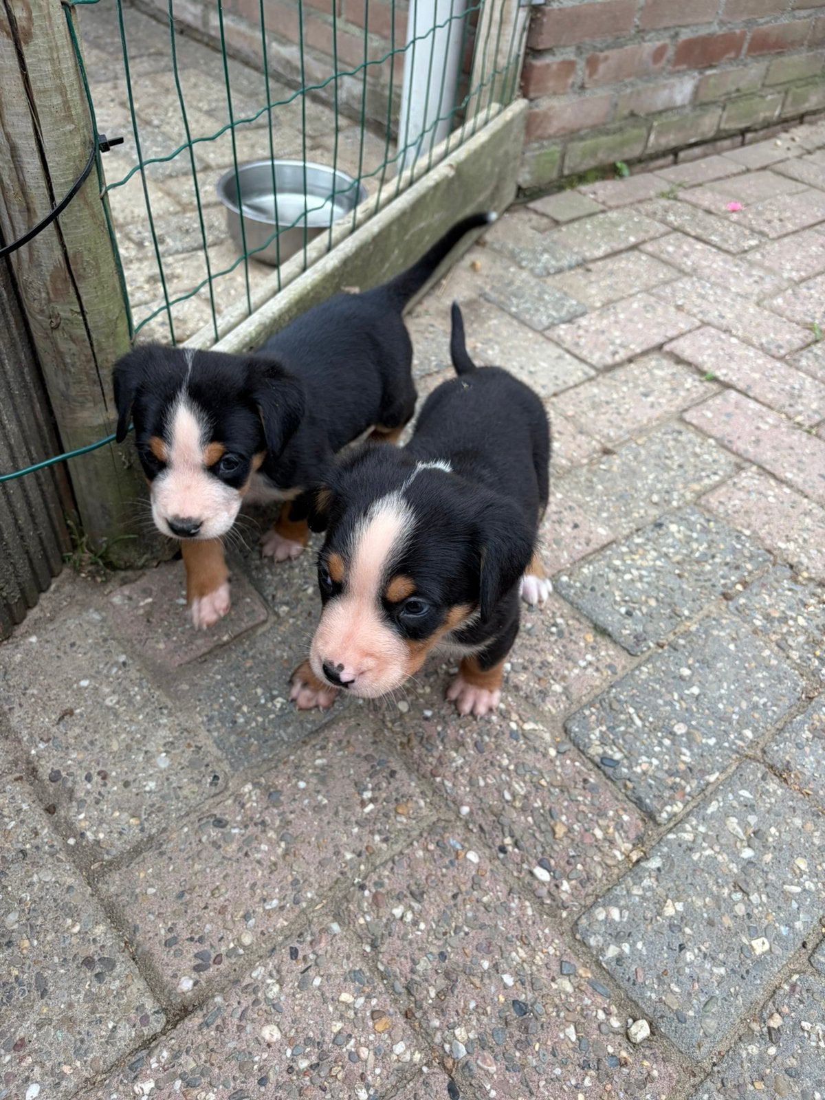 Lieve  grote Zwitserse sennenhond pups 2 teefjes over, Dieren en Toebehoren, Parvo, Meerdere, Meerdere dieren, Nederland