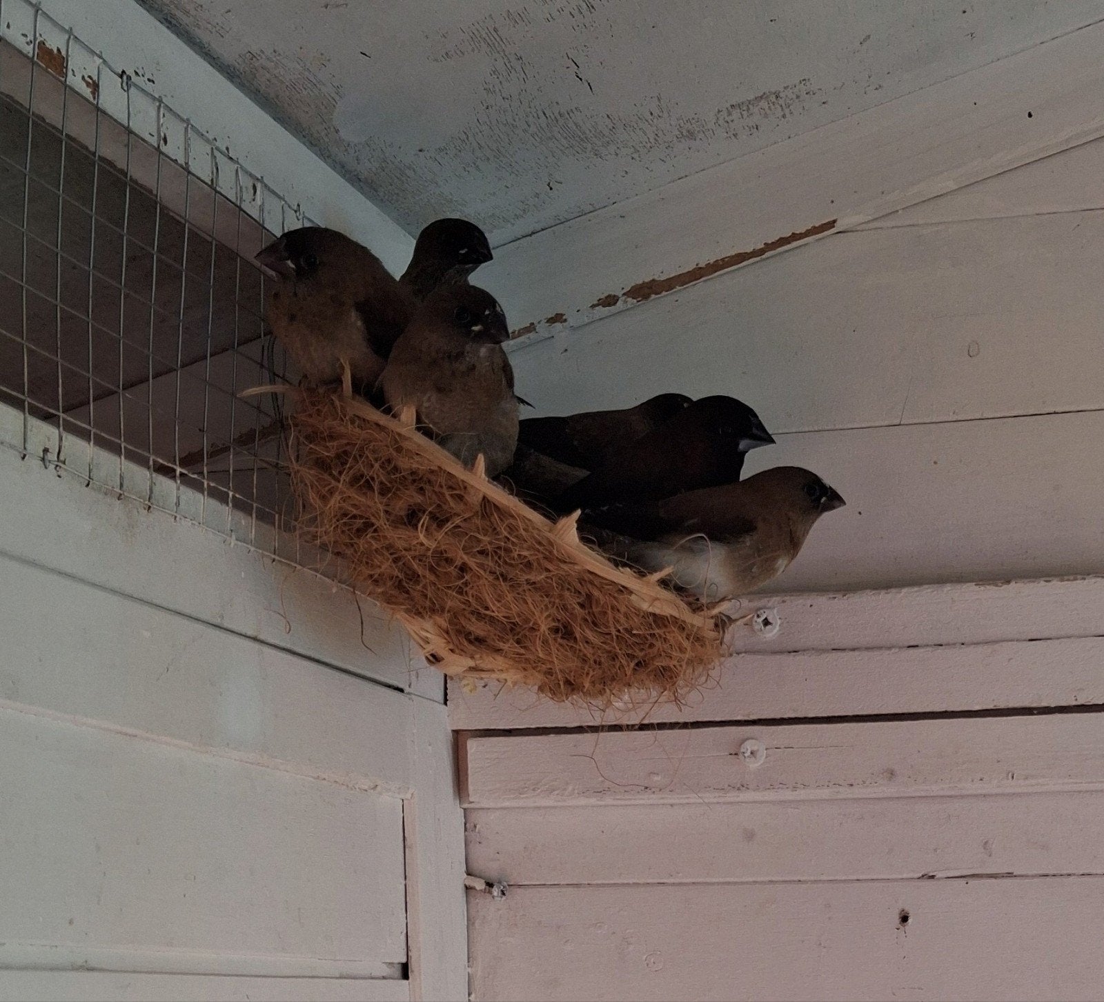 jonge japanse meeuwtjes, Dieren en Toebehoren, Vogels | Overige Vogels, Meerdere dieren