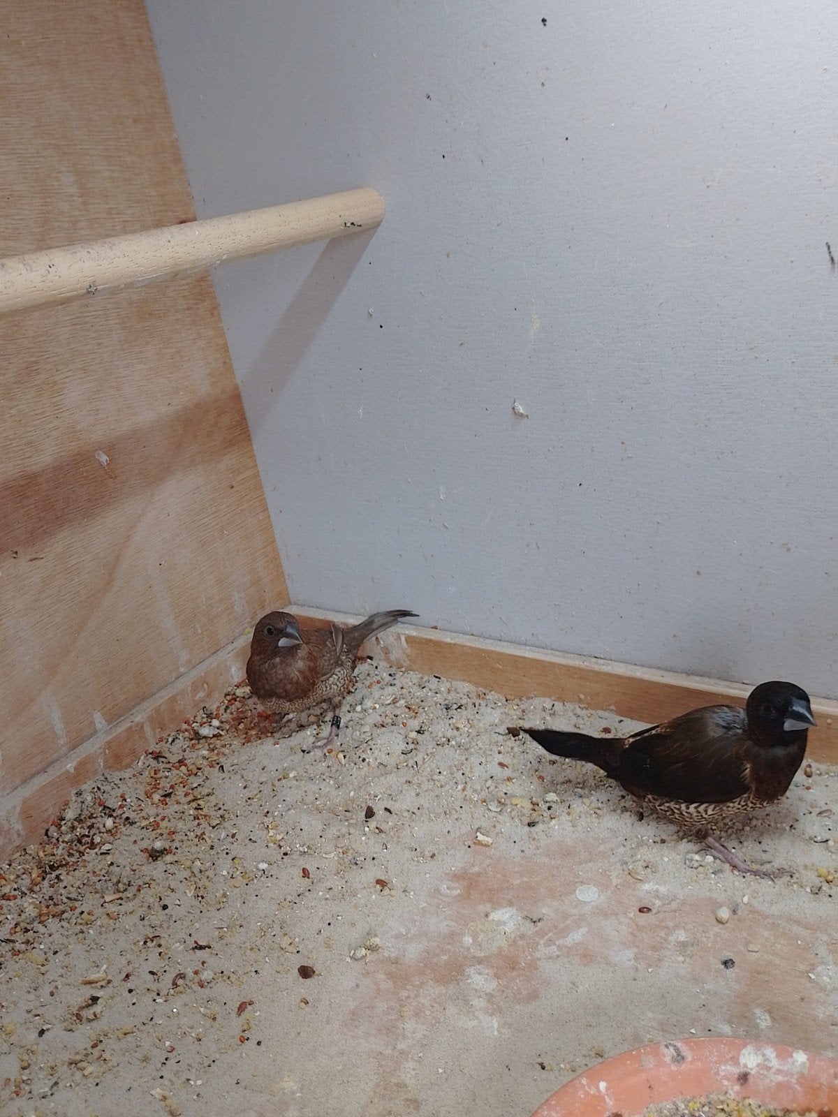Japanse meeuwen 1 man en 3 poppen, Meerdere dieren
