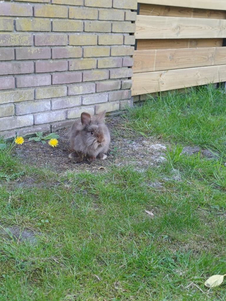 2 lieve konijnen leeuwenkopje en nederlandse dwerg konijn, Dieren en Toebehoren, Meerdere dieren, Klein, 0 tot 2 jaar
