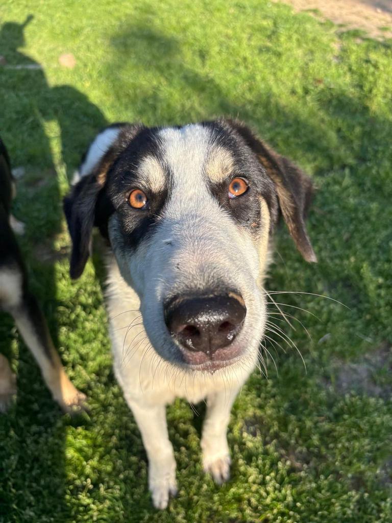 Woo – een vrolijke ontdekkingsreiziger, Dieren en Toebehoren, Honden | Niet-rashonden, Particulier, 15 weken tot 1 jaar, Reu, Buitenland