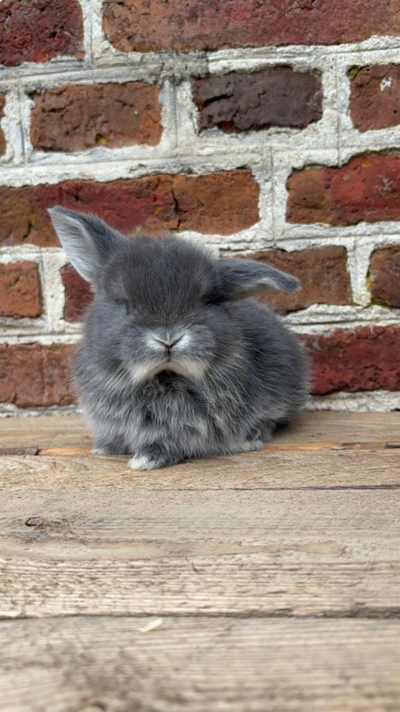Super gaaf minilop konijntje 🩵, Dieren en Toebehoren, Konijnen, Mannelijk, Dwerg, Hangoor, 0 tot 2 jaar