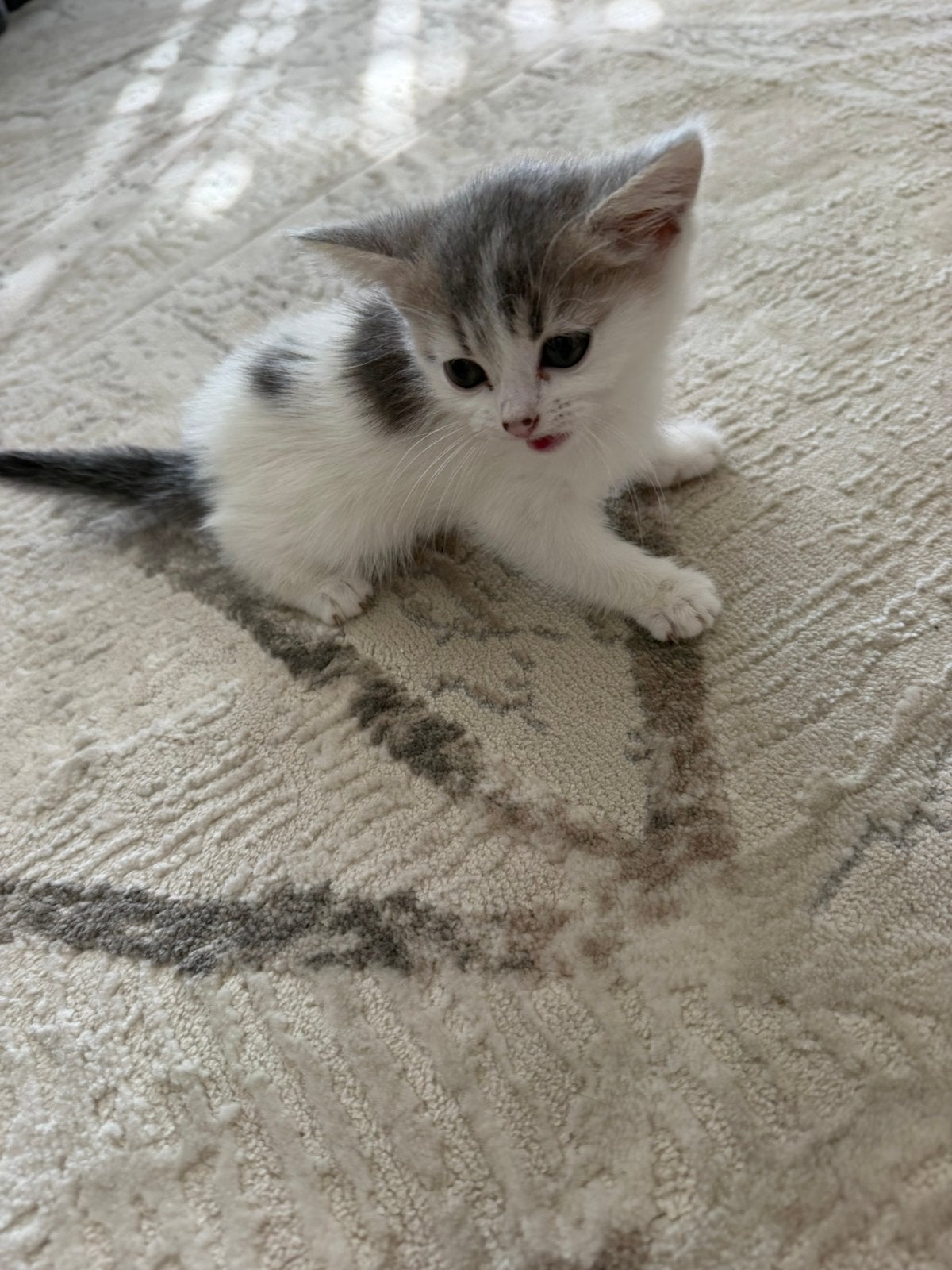 Lieve kittens zoeken een nieuw huisje, Dieren en Toebehoren, Meerdere dieren, Ontwormd, 0 tot 2 jaar