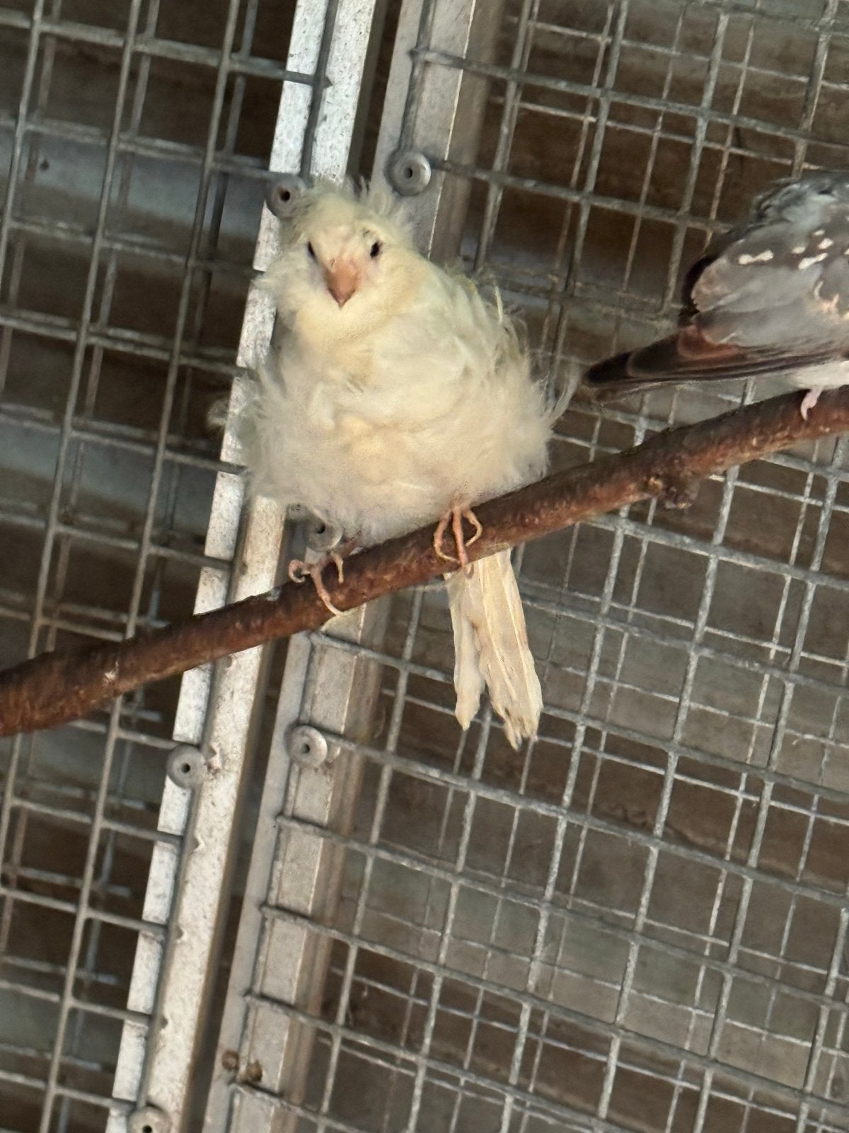 Rare kanarie, Dieren en Toebehoren, Vogels | Kanaries, Mannelijk, Kleurkanarie