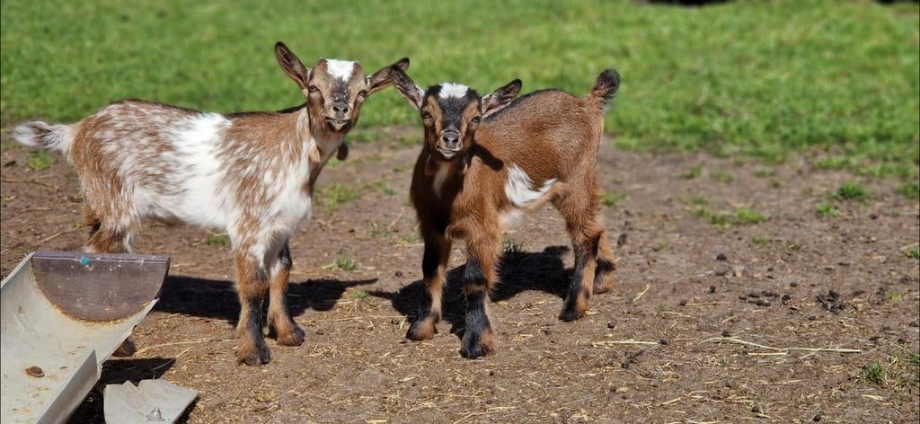 Prachtige hermelijn geit met haar 2 lammetjes., Vrouwelijk, Geit, 0 tot 2 jaar