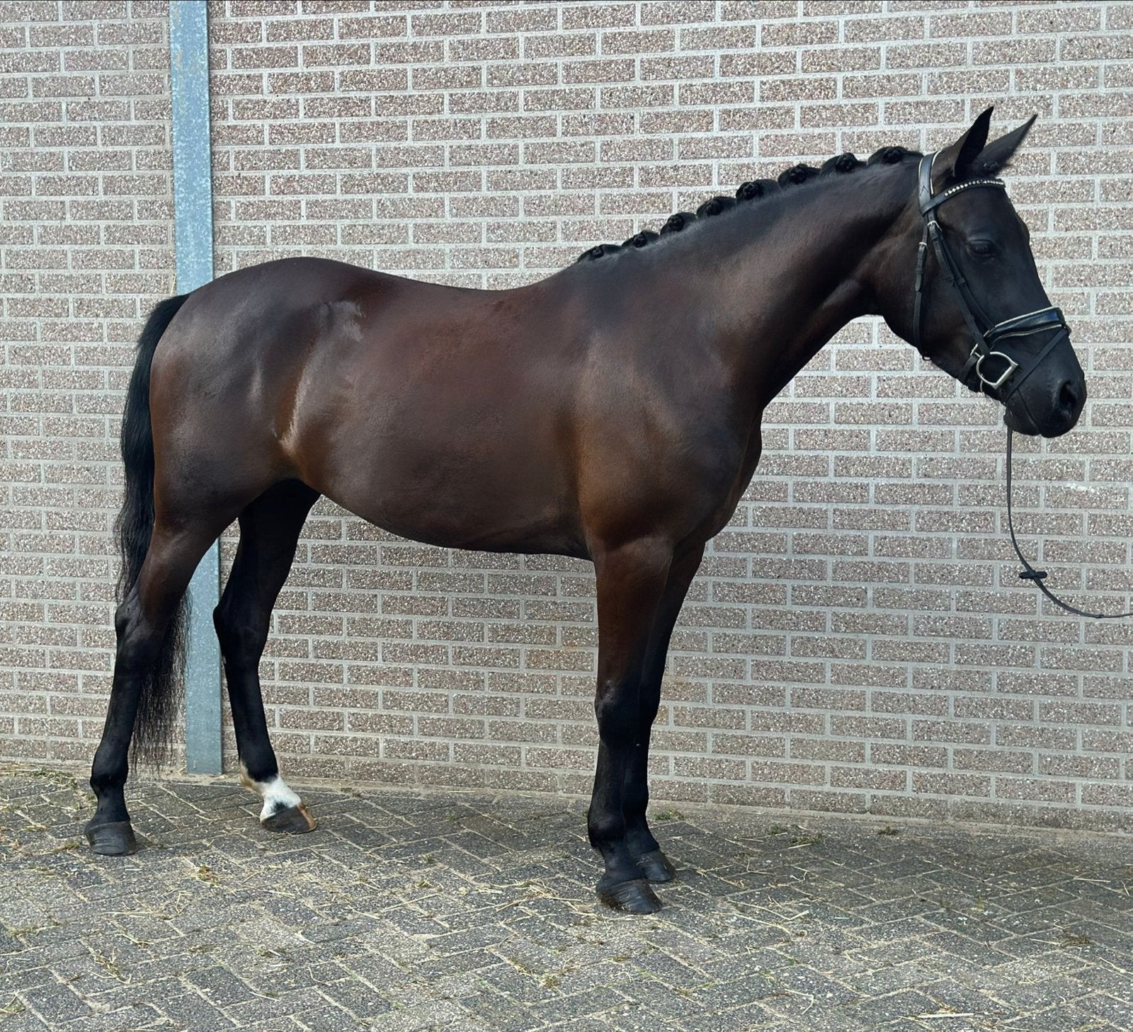 Super leuke knappe E pony, Merrie, E pony (1.48m - 1.57m), 3 tot 6 jaar