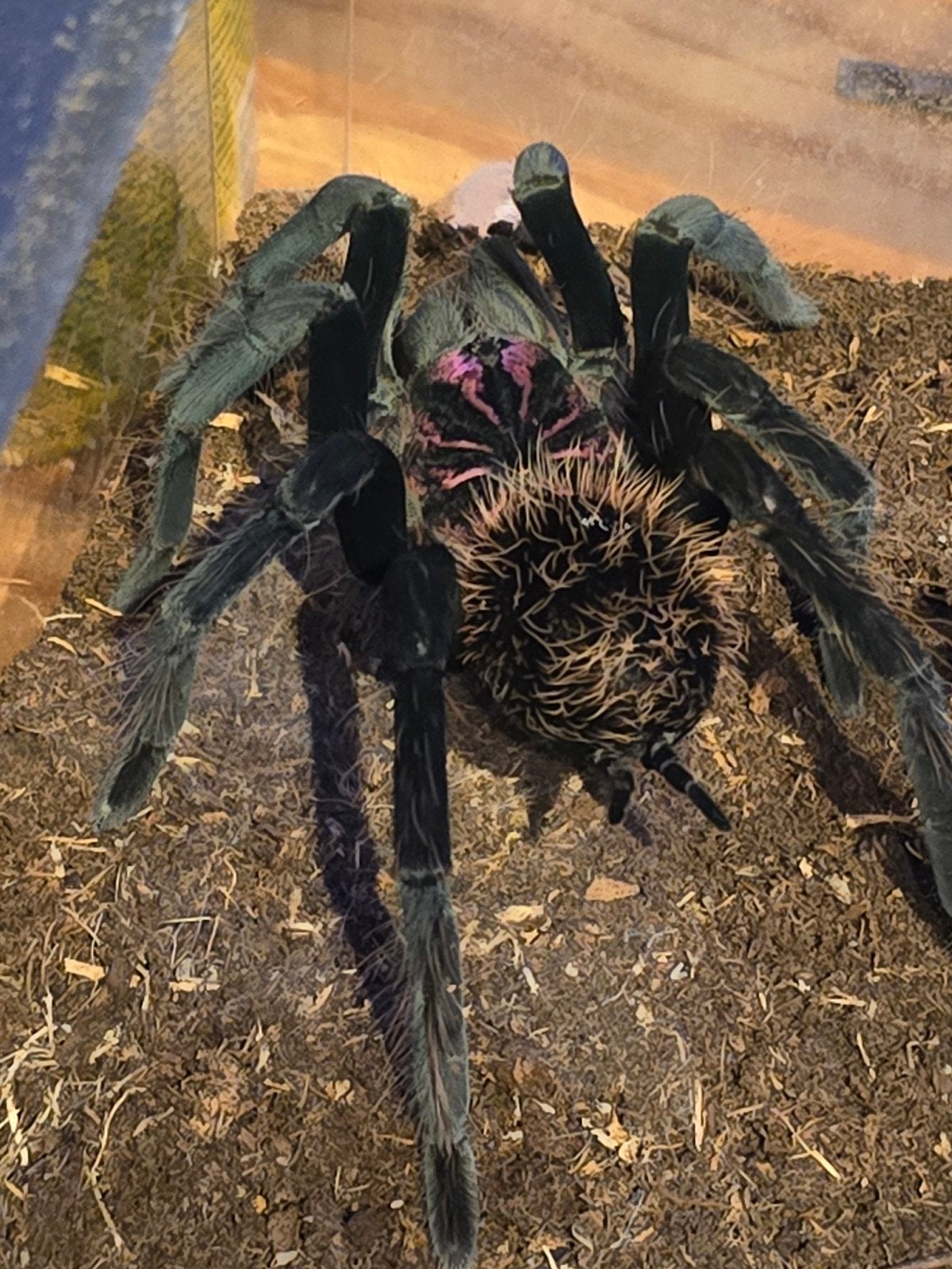 Xenesthis sp White ,Tarantula,Vogelspin