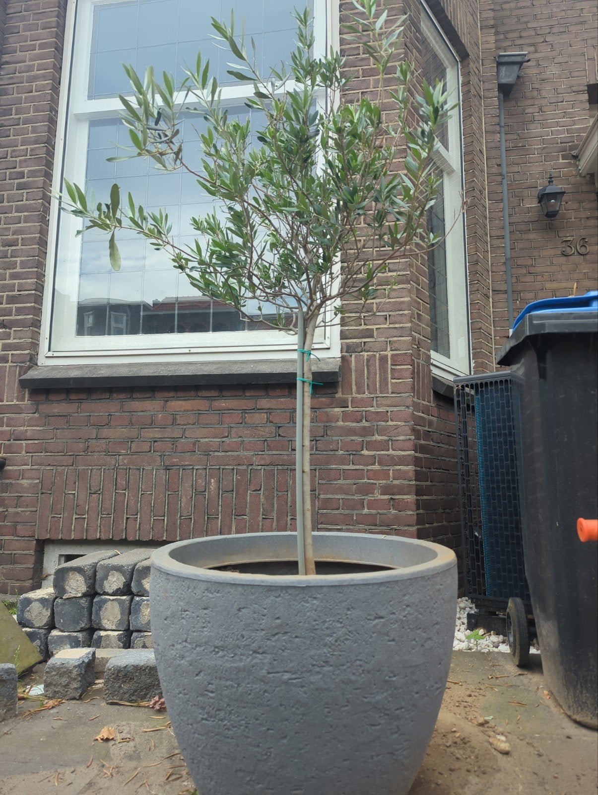 Olijfboomje in grote ronde pot (diameter 60 cm), Ophalen