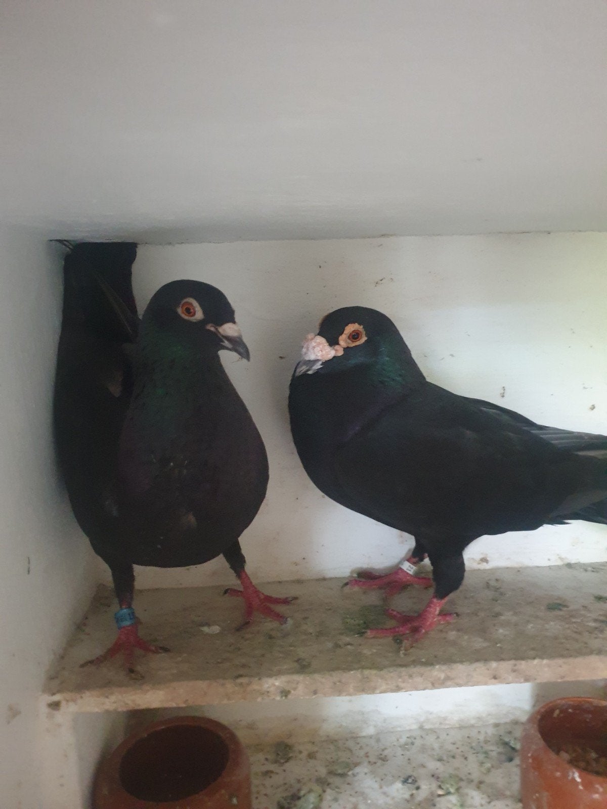 Postduiven Tekoop, Meerdere dieren, Postduif