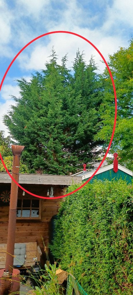 Brandhout Coniferen, Tuin en Terras, Minder dan 3 m³, Ophalen