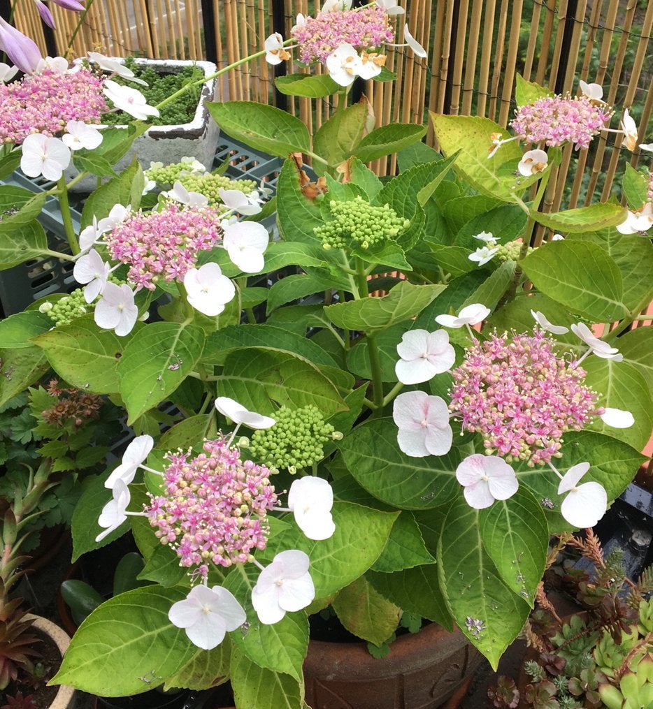 Hortensia ‘Hydrangea Serrata’ - bloeit roze/wit, Ophalen, Hortensia, Struik, Minder dan 100 cm