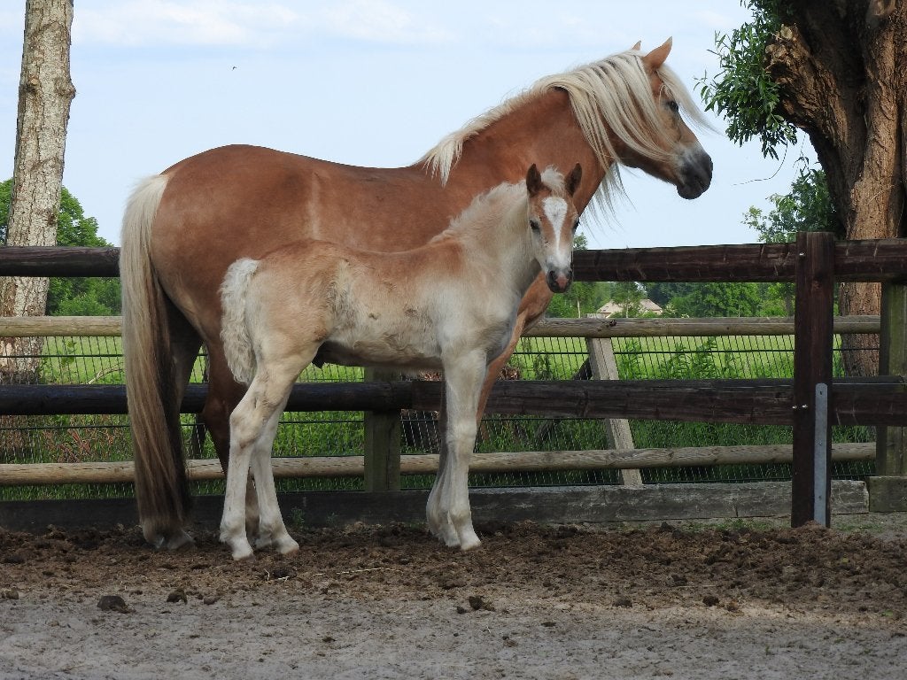 Haflingers te koop, Dieren en Toebehoren, Pony's, Merrie, Met stamboom, Niet van toepassing, 0 tot 2 jaar